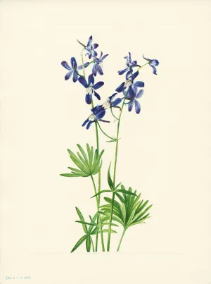 Slim Larkspur