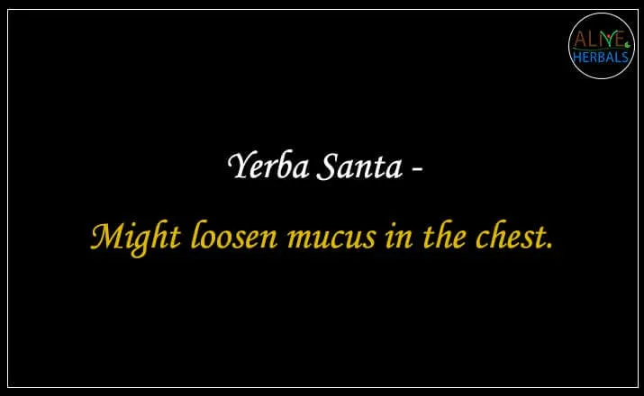 Yerba Santa